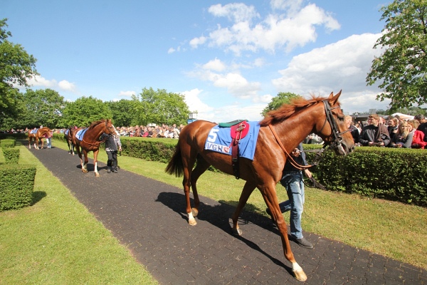 Bult VGH2011   094.jpg